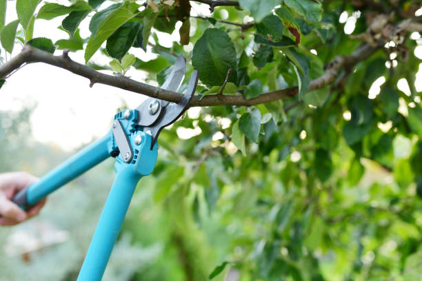 Best Tree Trimming and Pruning  in USA